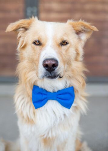 Samson